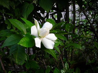 DSCN9720.4.jpg