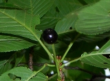 DSCN9773.4.jpg