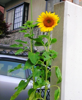 DSCN9783.4.jpg