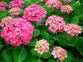 DSCN9815.4.jpg